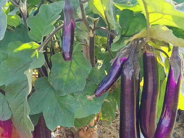 茄子种植基地