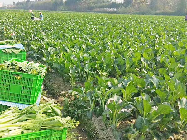 绿色食材种植基地