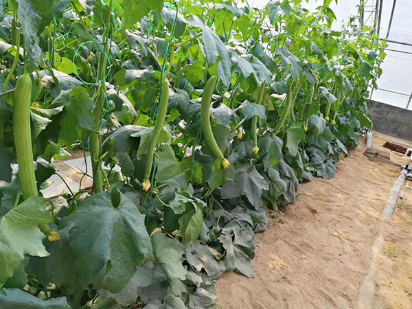 蔬菜种植基地