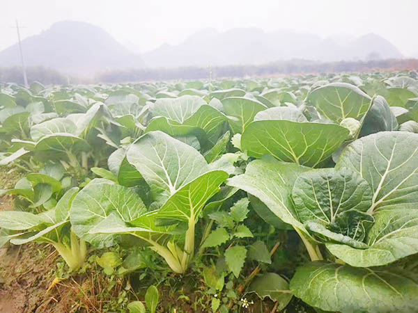 新鲜青菜种植