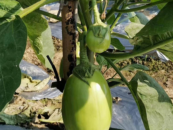 绿色瓜果种植基地