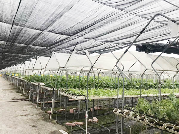 种植基地环境