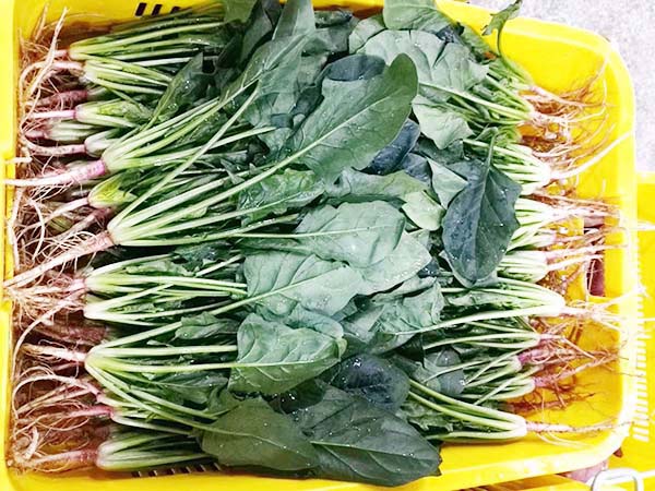哪些蔬菜可以防癌？